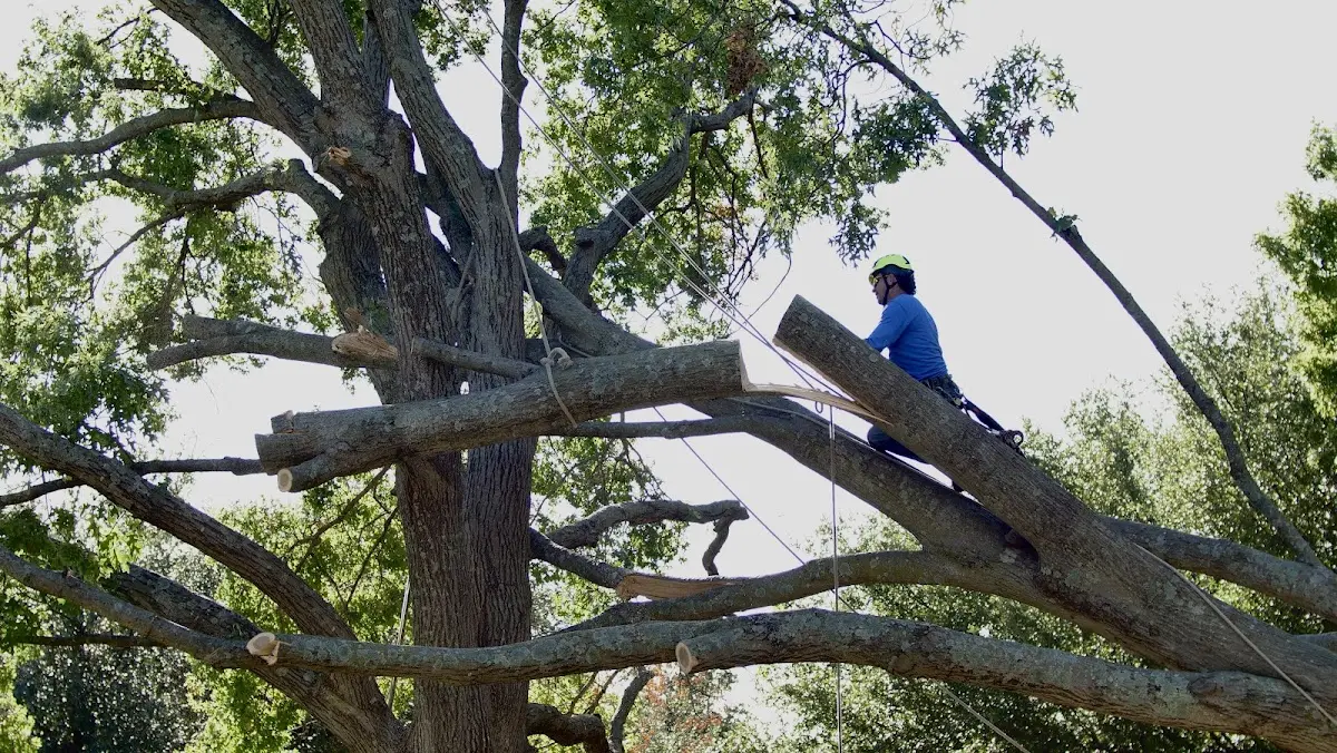 Professional Crown Thinning performed by certified arborists in Saint Helena