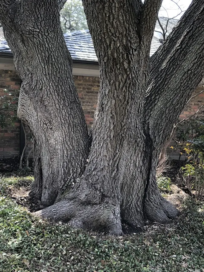 Mature heritage tree close to a Saint Helena property cared for by certified arborists